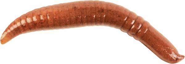 Berkley Gulp! Pinched Crawler Non Floating Soft Bait product image