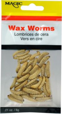 NEW Eurotackle Mummy Worm Preserved wax worms  Blue 35+/pack 00107 