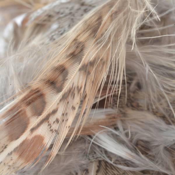 Perfect Hatch Hungarian Partridge Plumage