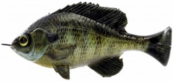 Savage Gear Pulse Tail Bluegill Swimbait