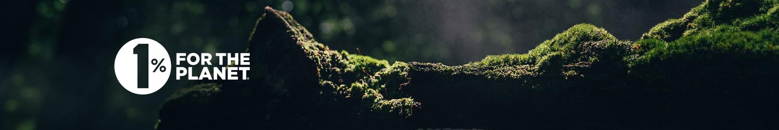 Log with moss in the forrest.
