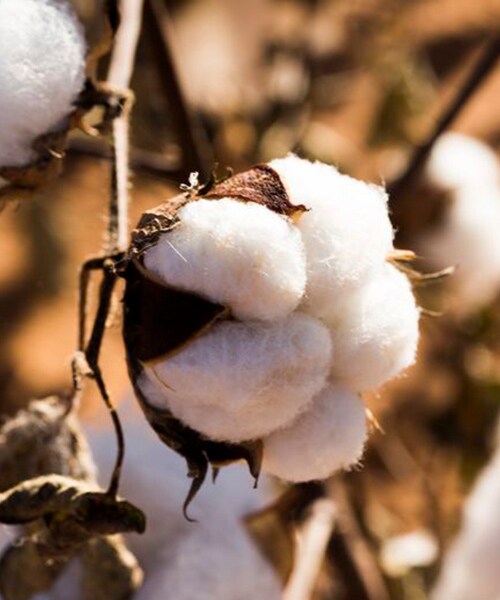 photo of cotton