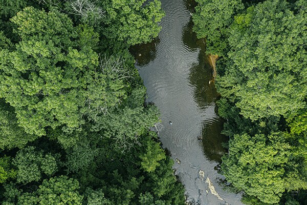 an overhead view of a river surrounded by trees
